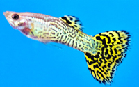 Ornamental Fish